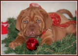 kerst pup13